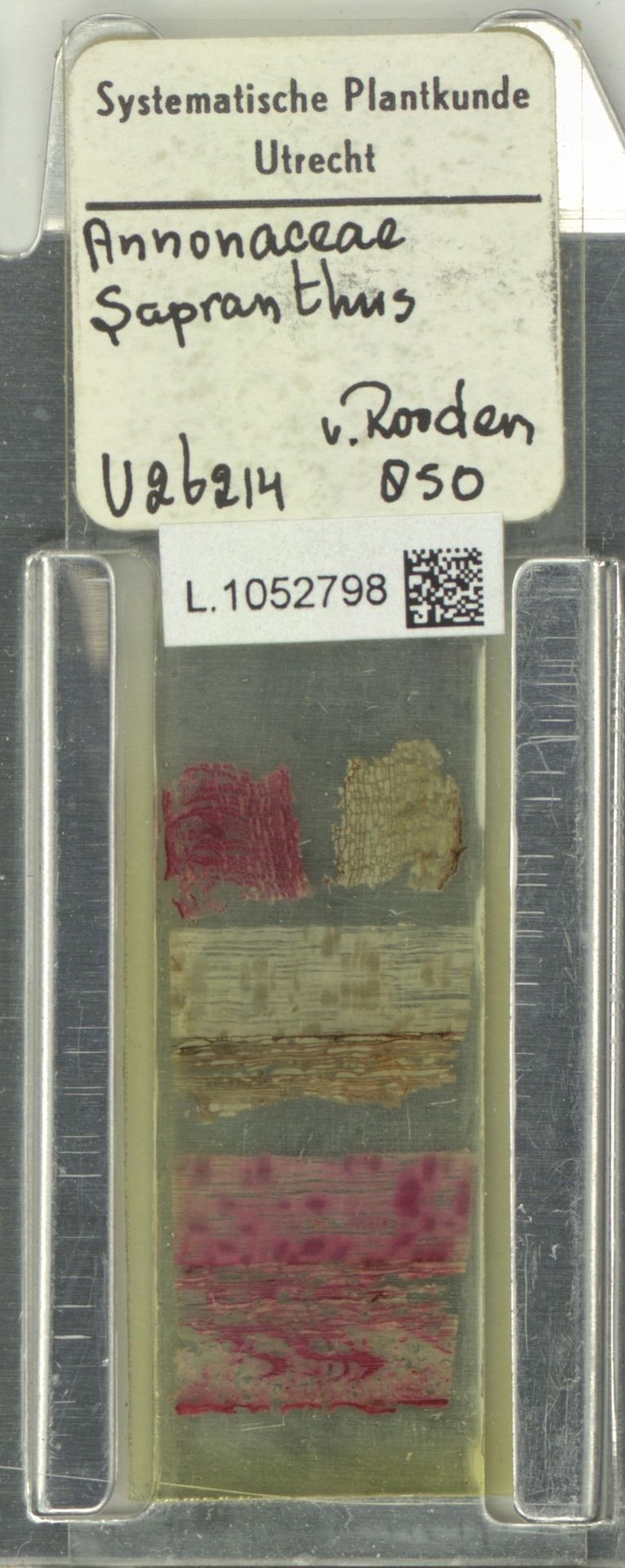 Sapranthus hirsutus photo 3