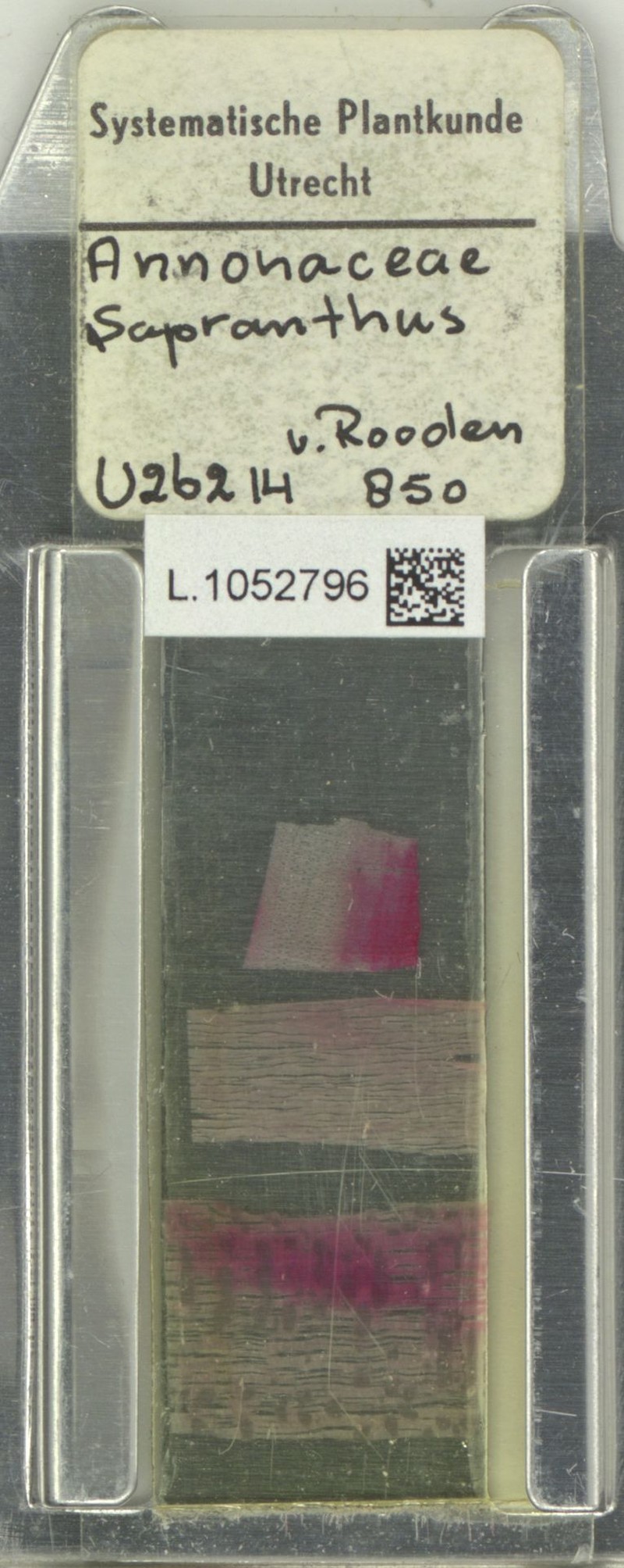 Sapranthus hirsutus photo 4