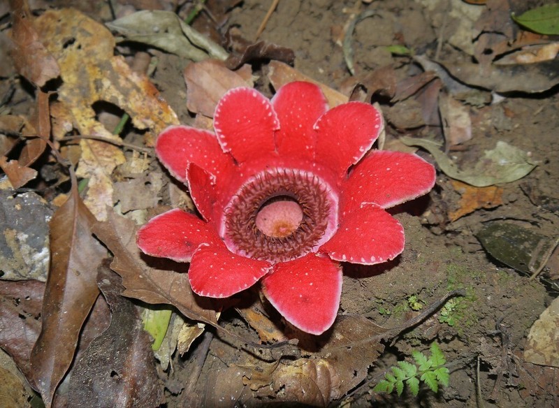 Sapria myanmarensis