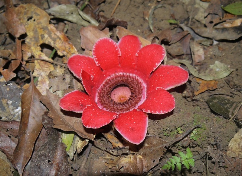 Sapria myanmarensis photo 2