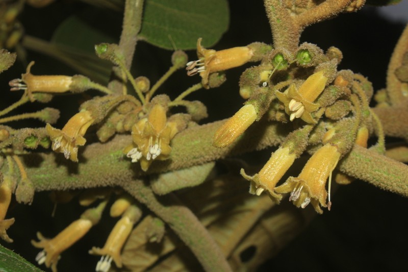 Saracha ferruginea