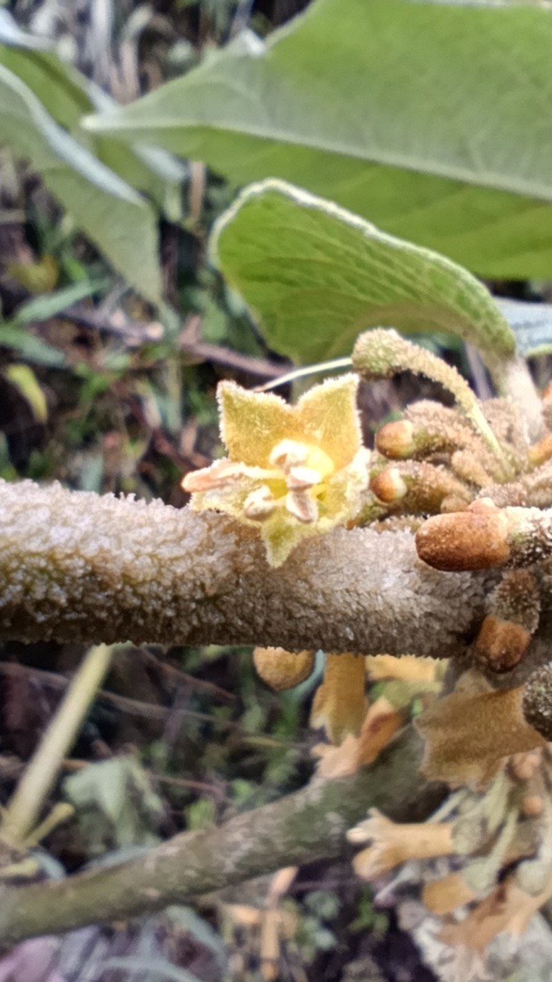 Saracha ferruginea photo 6