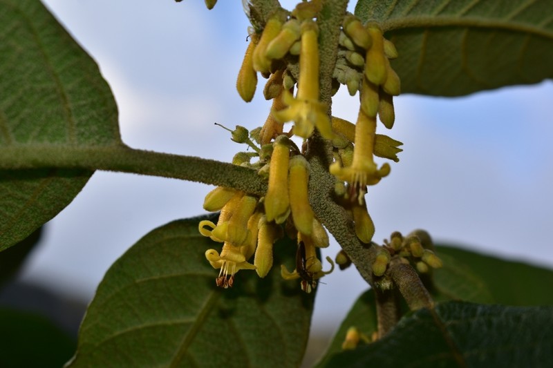 Saracha ferruginea photo 7