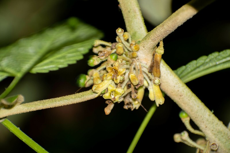 Saracha ferruginea photo 8