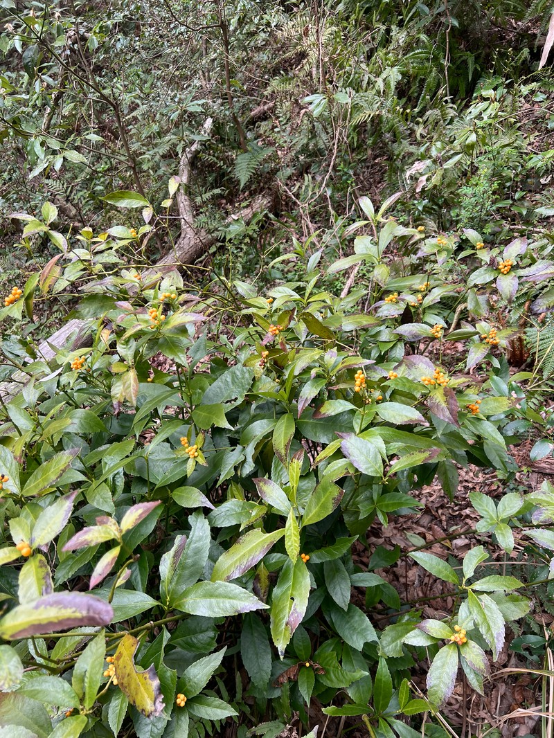 Sarcandra glabra subsp. glabra