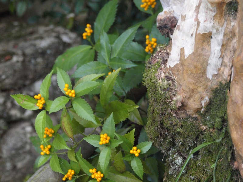 Sarcandra glabra subsp. glabra photo 2