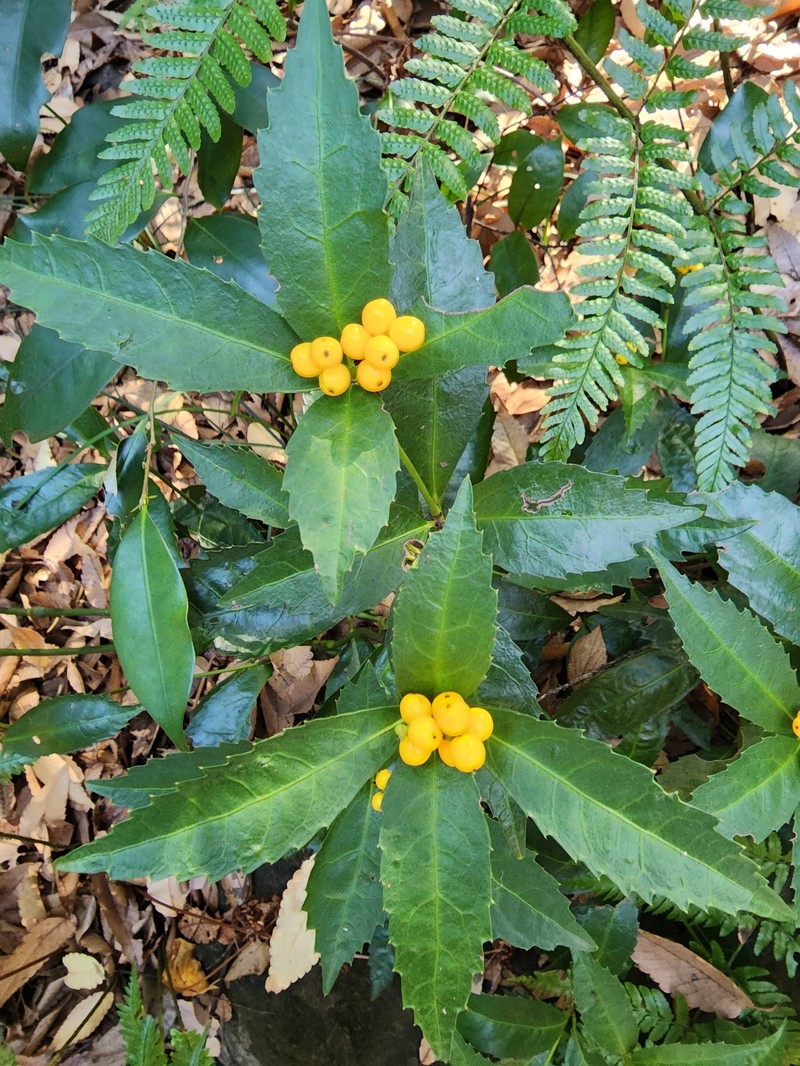 Sarcandra glabra subsp. glabra photo 3