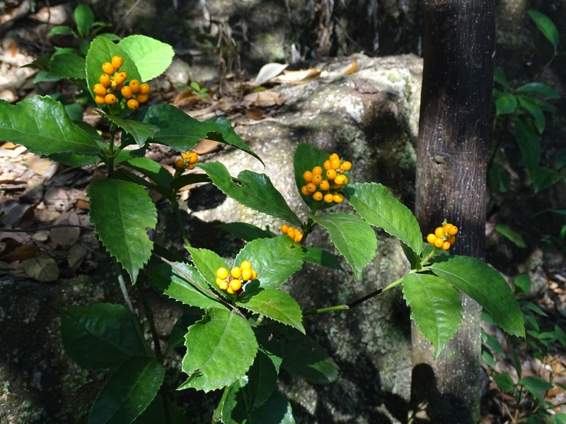 Sarcandra glabra subsp. glabra photo 4