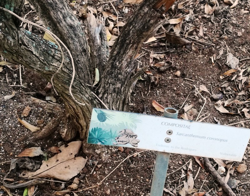 Sarcanthemum coronopus