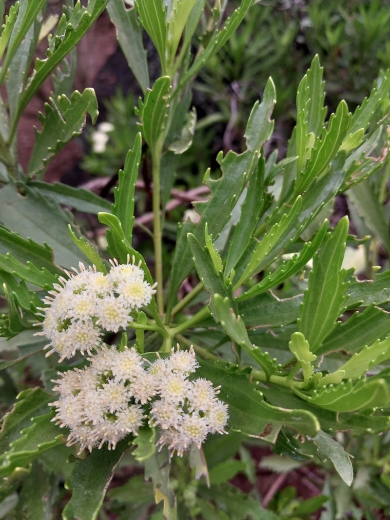 Sarcanthemum coronopus photo 2