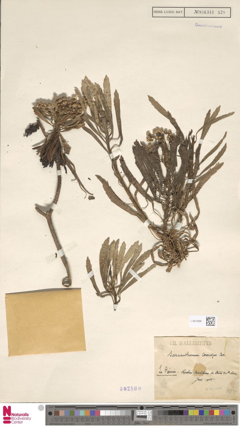 Sarcanthemum coronopus photo 3