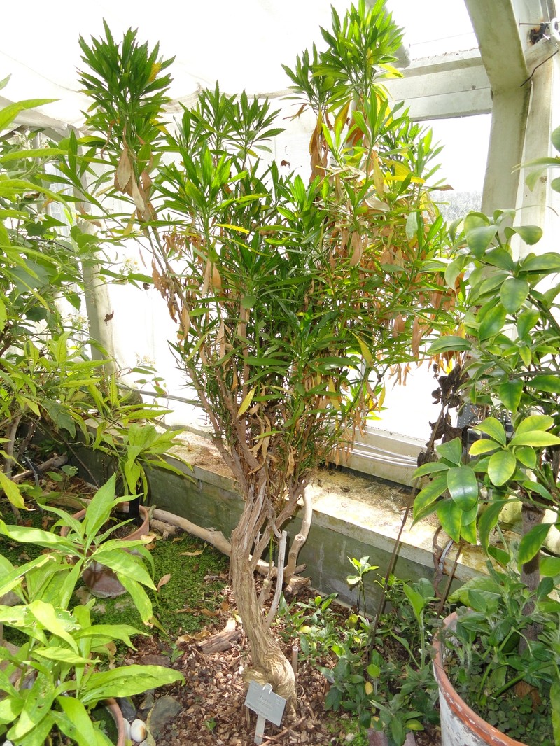 Sarcanthemum coronopus photo 4