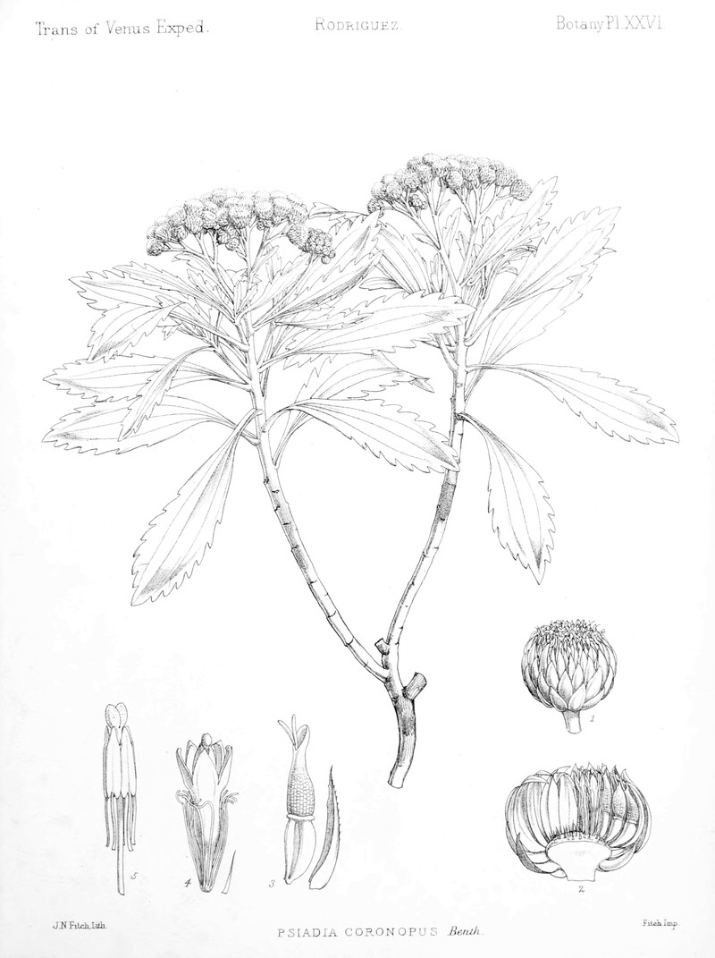 Sarcanthemum coronopus photo 5