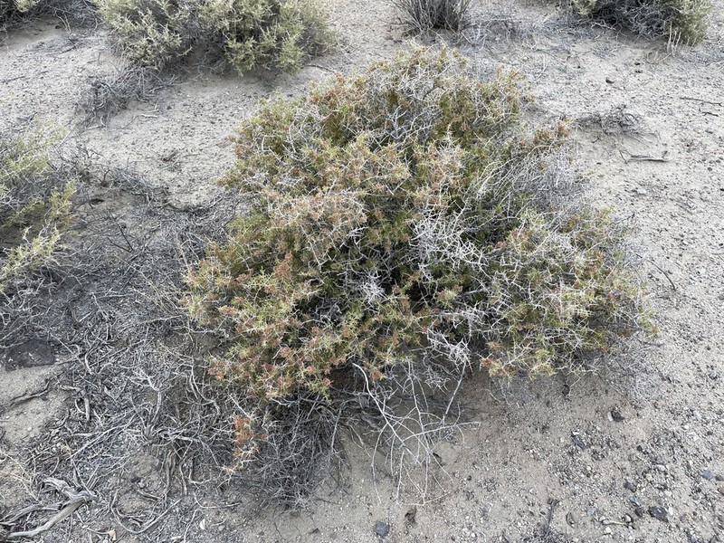 Bailey's Greasewood photo 3