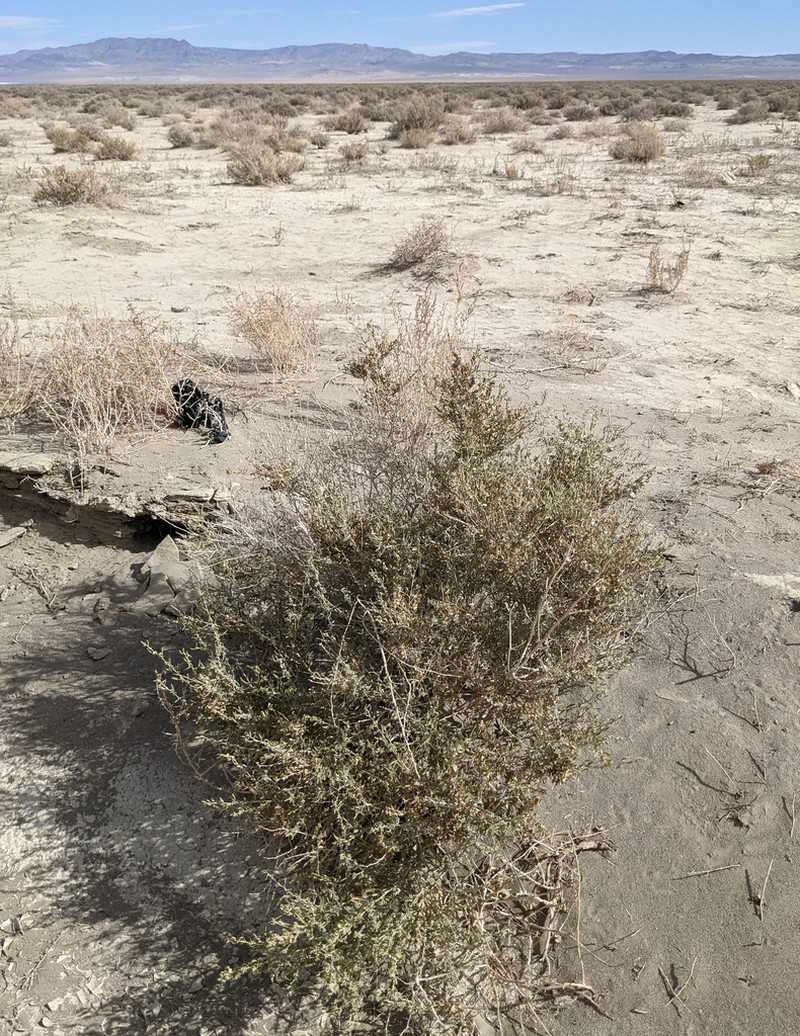 Bailey's Greasewood photo 5
