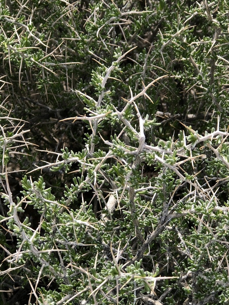 Bailey's Greasewood photo 6