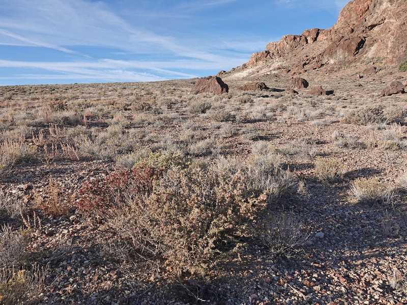 Bailey's Greasewood photo 8