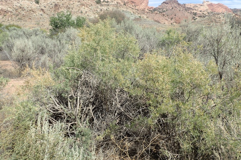 Greasewood photo 3