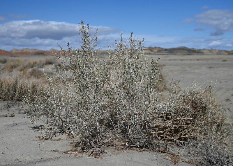Greasewood photo 4