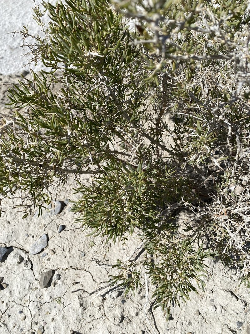 Greasewood photo 2
