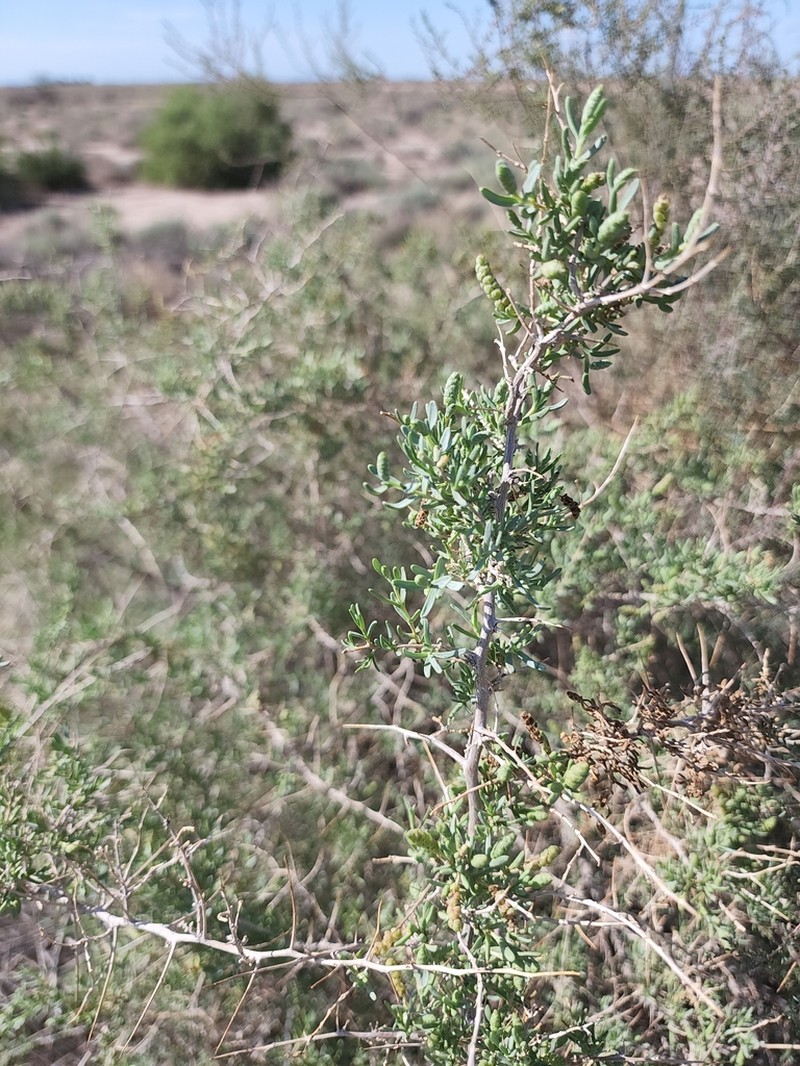 Greasewood photo 5