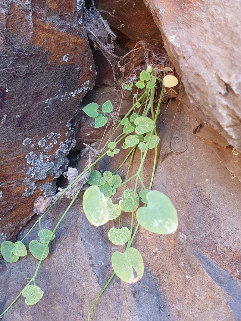 Sarcocapnos crassifolia subsp. speciosa