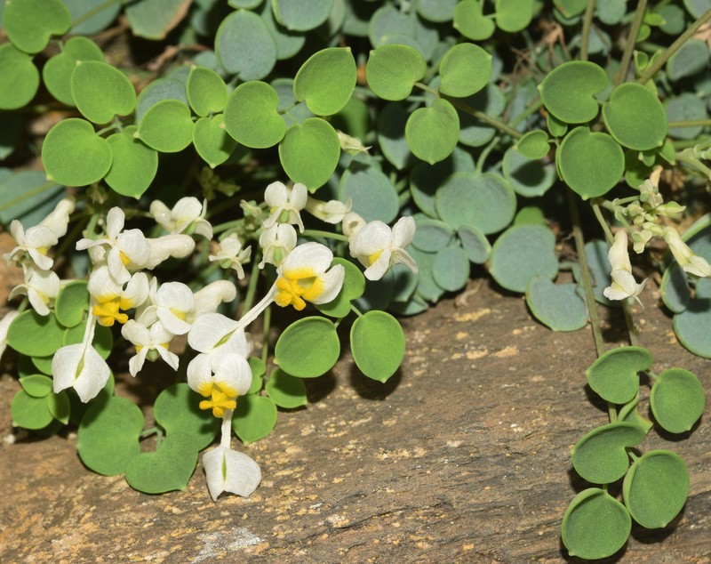 Sarcocapnos crassifolia subsp. speciosa photo 2