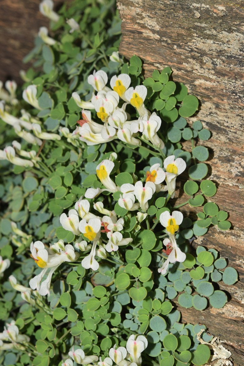 Sarcocapnos crassifolia subsp. speciosa photo 3