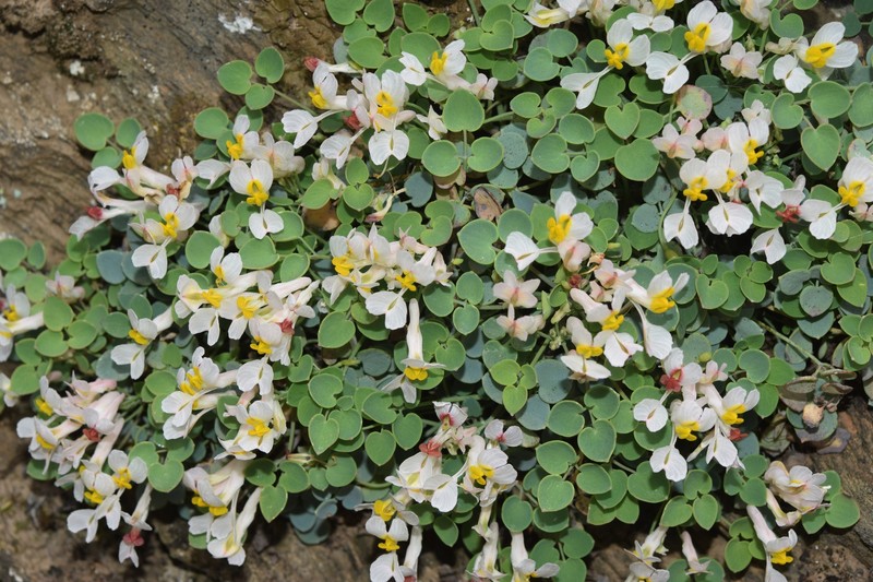 Sarcocapnos crassifolia subsp. speciosa photo 4