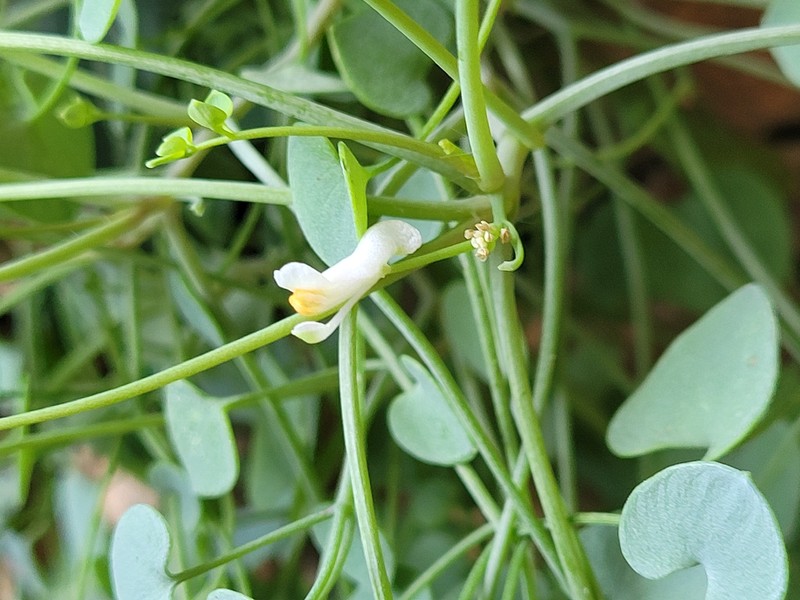 Sarcocapnos enneaphylla subsp. enneaphylla