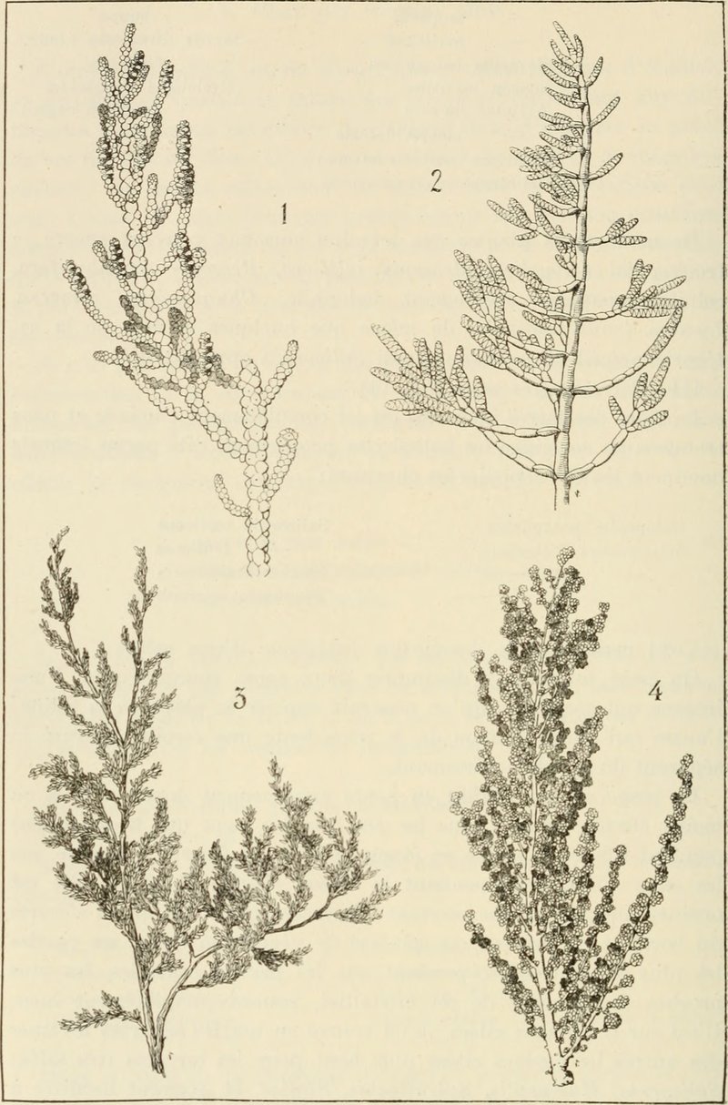 Sarcocornia fruticosa