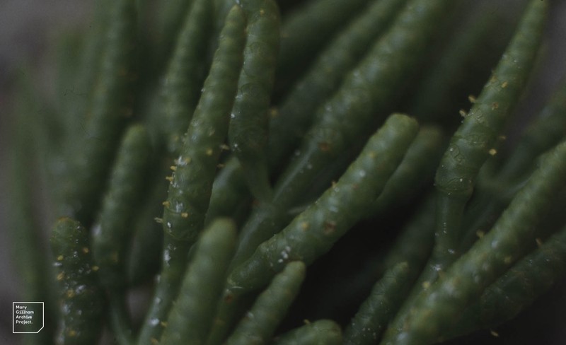 Chickenclaws photo 2