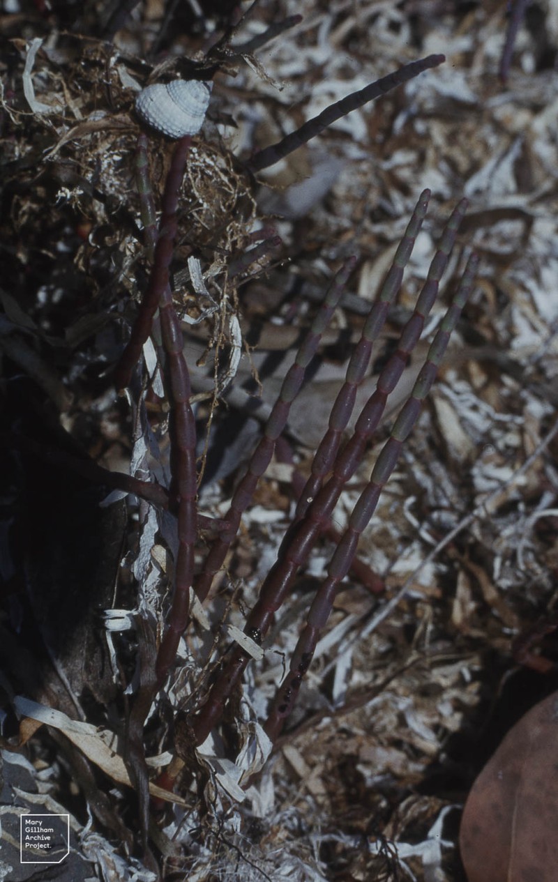 Chickenclaws photo 4