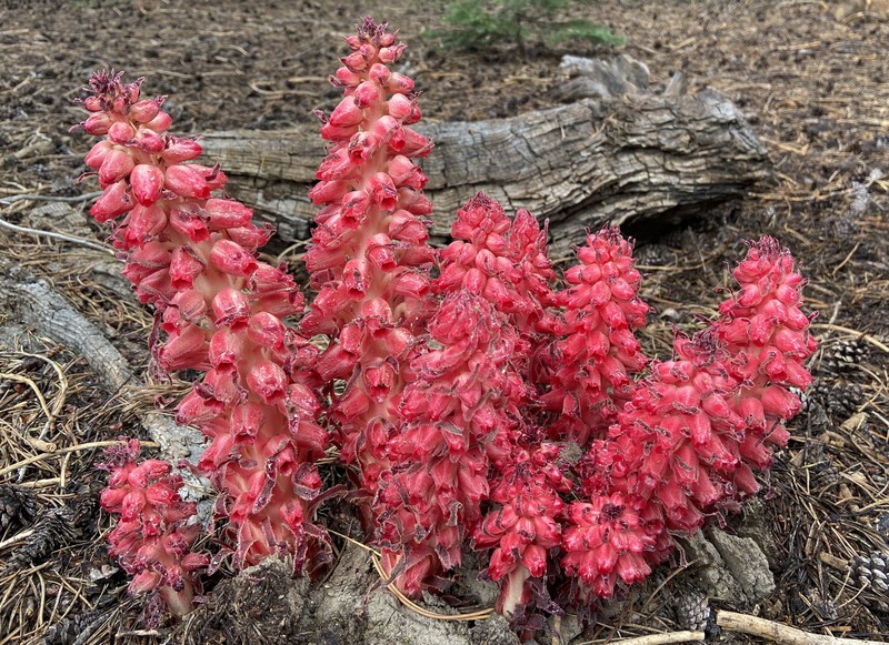 Snowplant photo 6