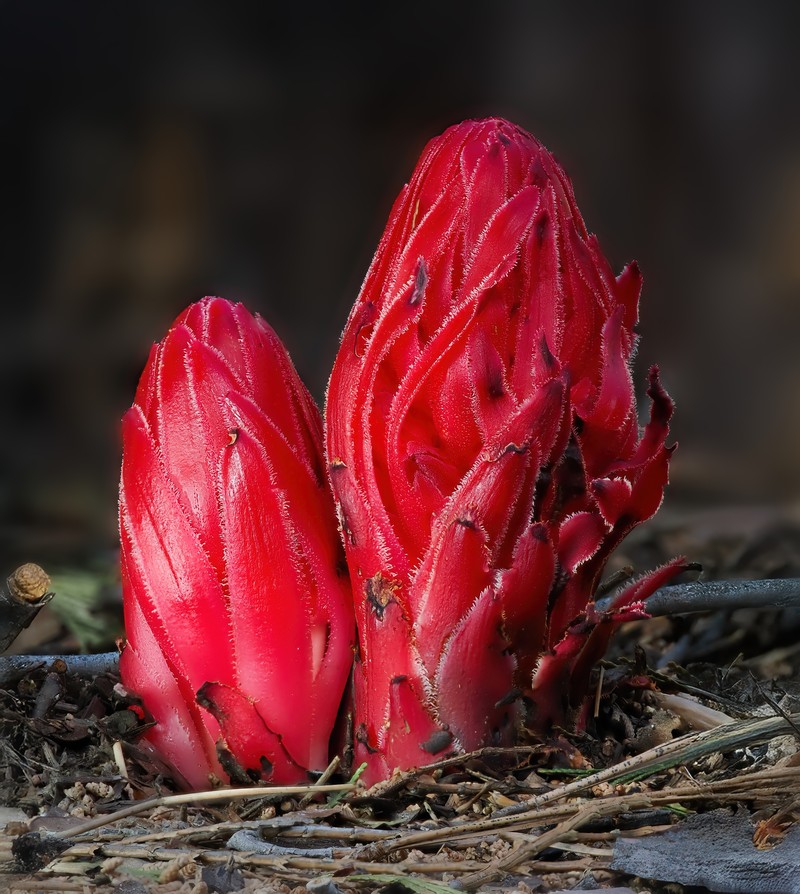 Snowplant