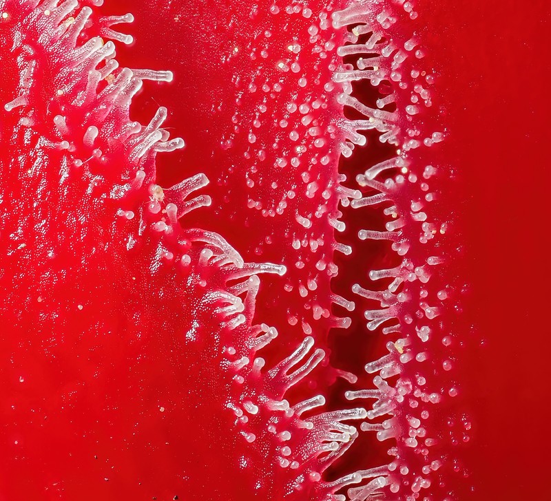Snowplant photo 9