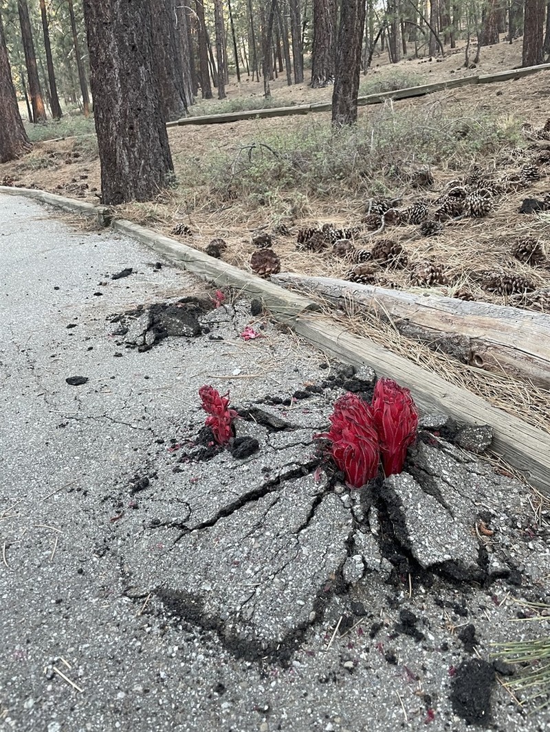 Snowplant photo 4