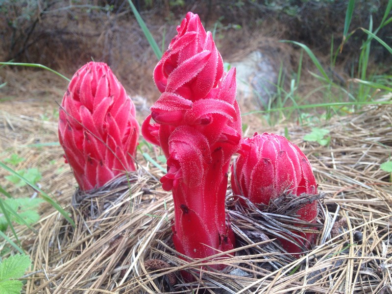 Snowplant photo 5