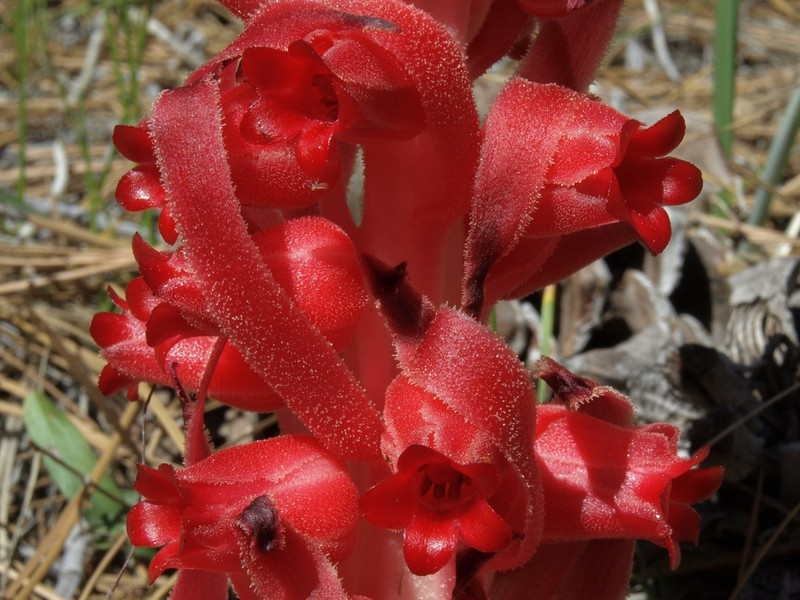 Snowplant photo 6