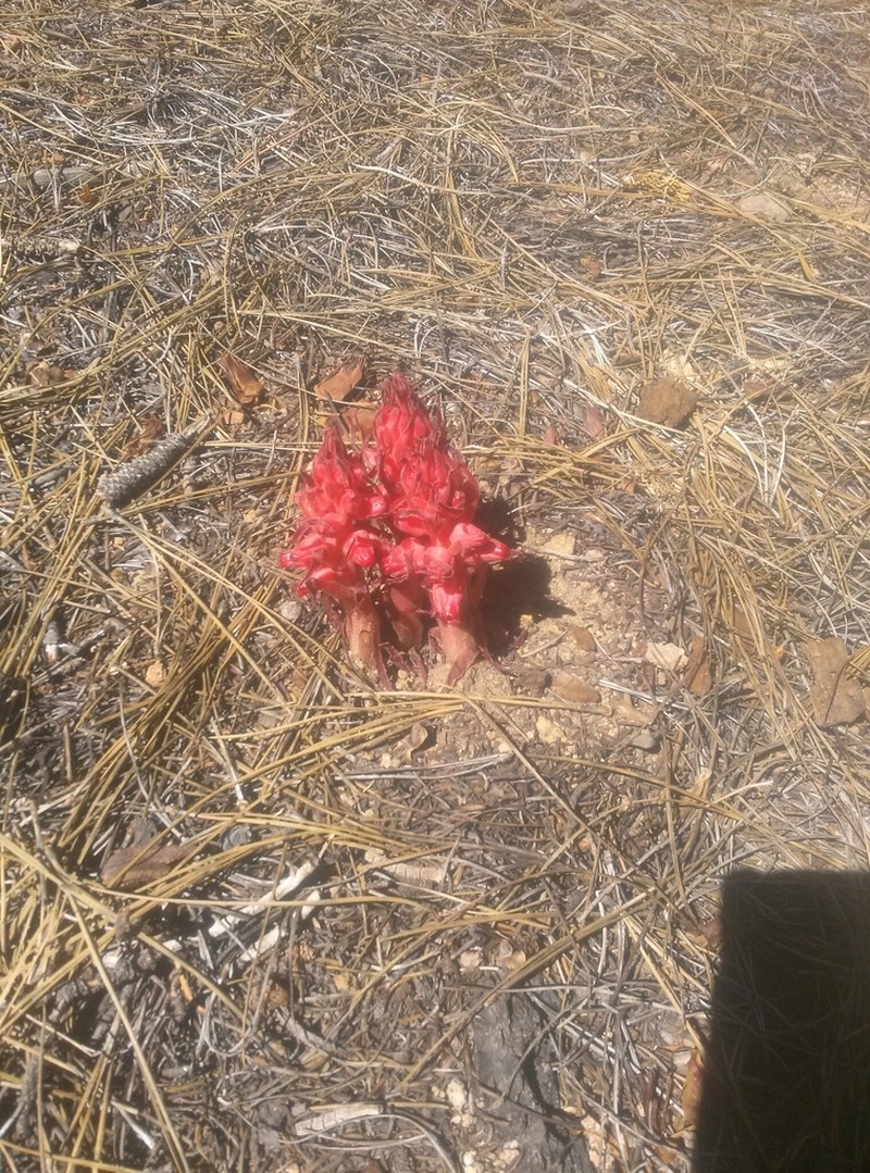 Snowplant photo 7