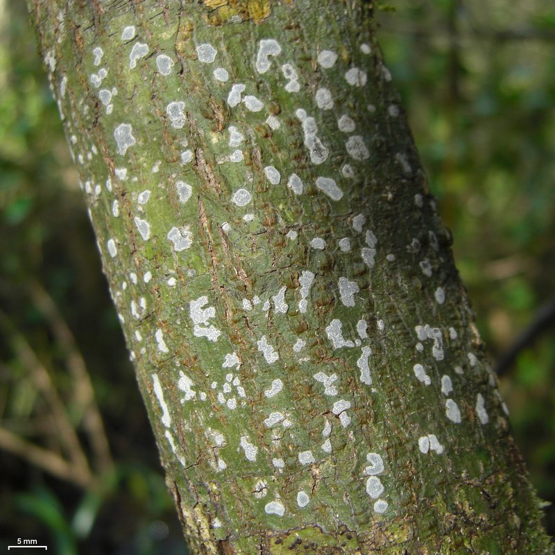 Sarcographa Lichen