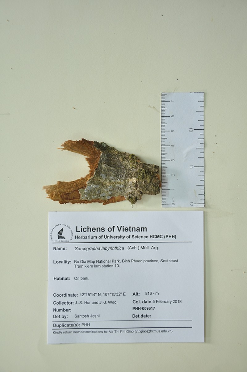 Sarcographa Lichen