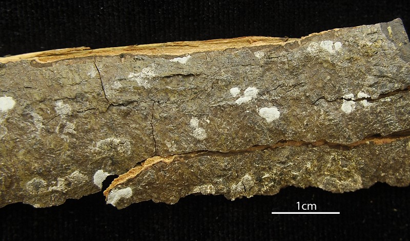 Sarcographa Lichen photo 2