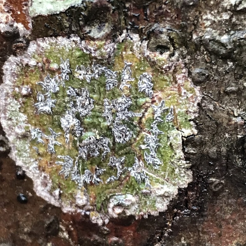Sarcographa Lichen photo 2