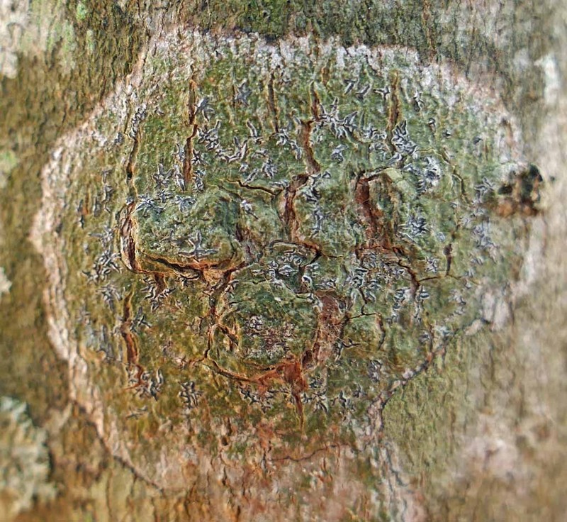 Sarcographa Lichen photo 3
