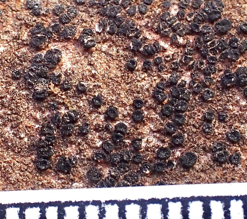 California Sarcogyne Lichen