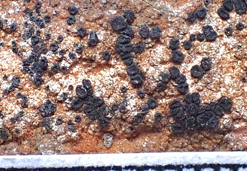 California Sarcogyne Lichen photo 2