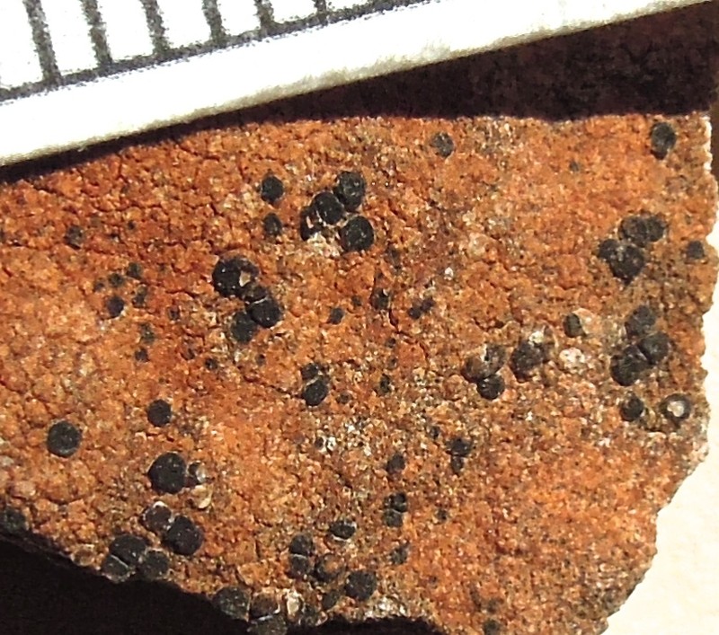 California Sarcogyne Lichen photo 3