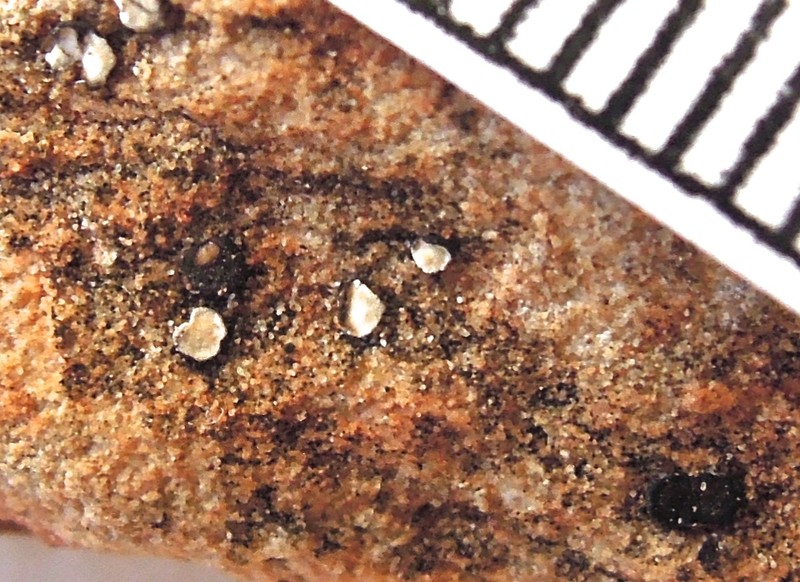 California Sarcogyne Lichen photo 4