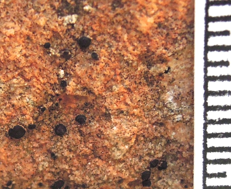 California Sarcogyne Lichen photo 5